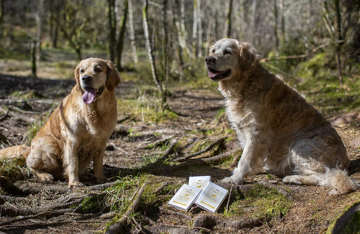 Collagen for Hund ad